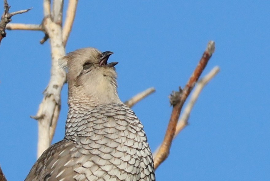 skjellvaktel - ML619378792