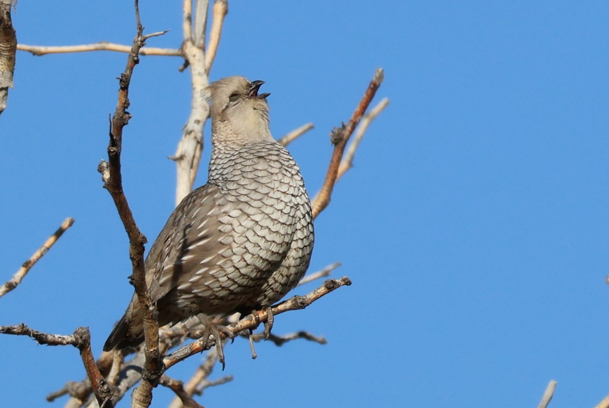 skjellvaktel - ML619378793