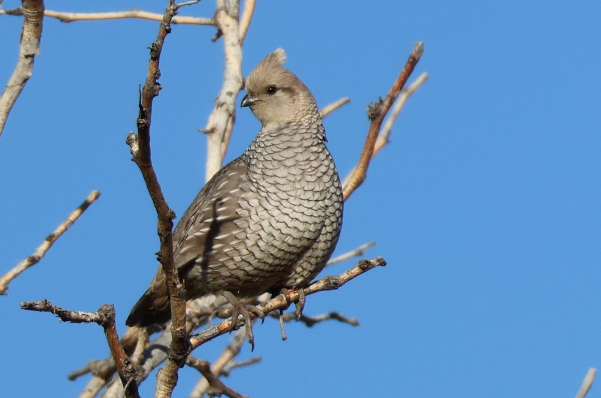 skjellvaktel - ML619378794