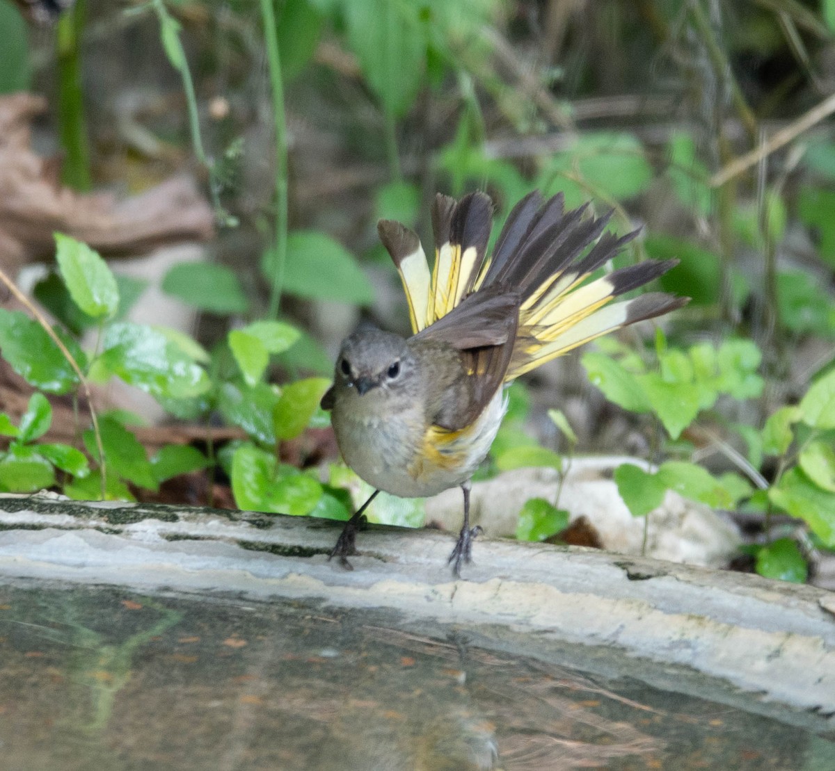 American Redstart - Rachel Zierzow