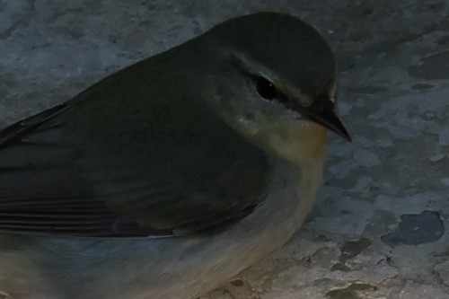 Orange-crowned Warbler - Glenda Jones