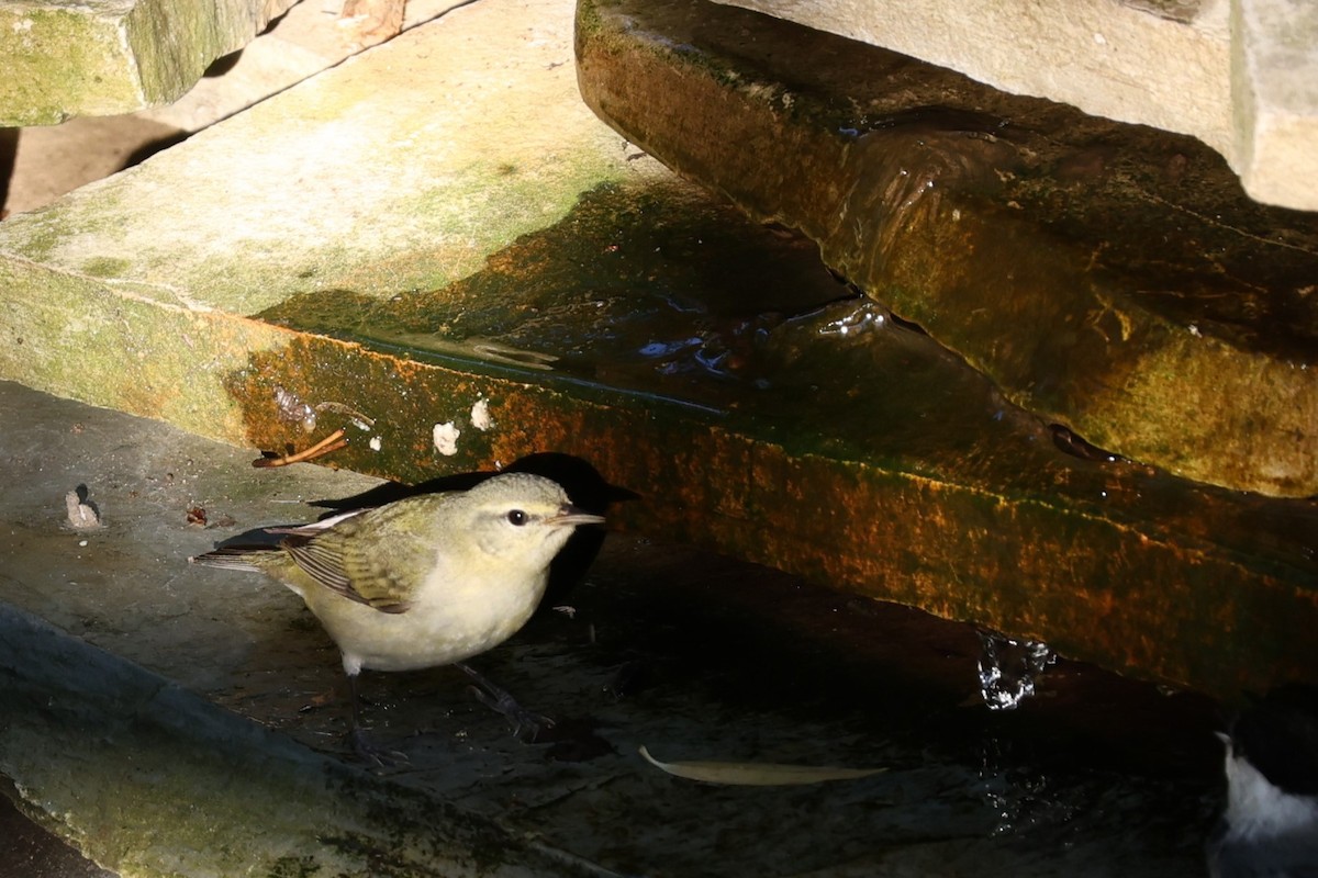 Orange-crowned Warbler - Glenda Jones