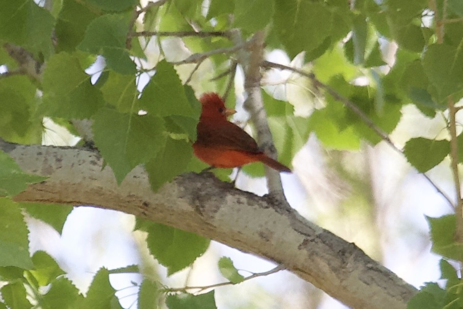 Summer Tanager - ML619378840