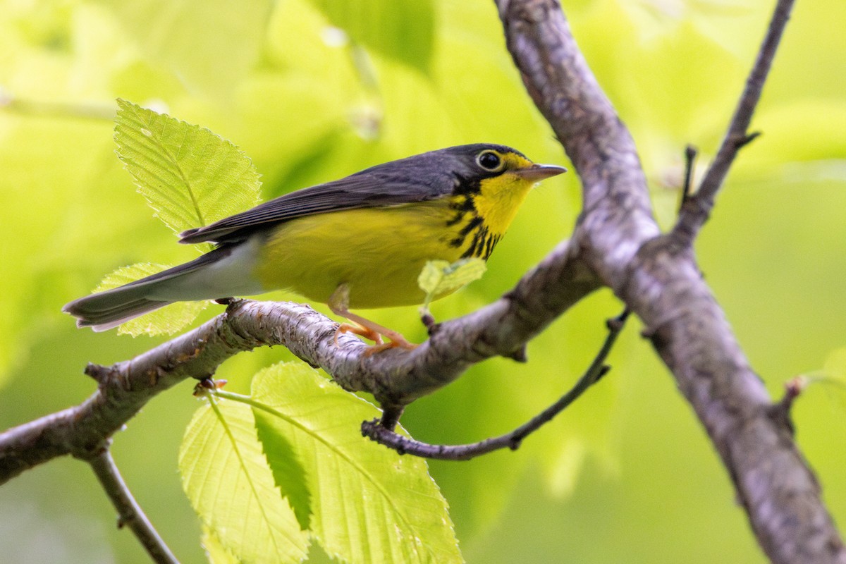 Canada Warbler - ML619378848