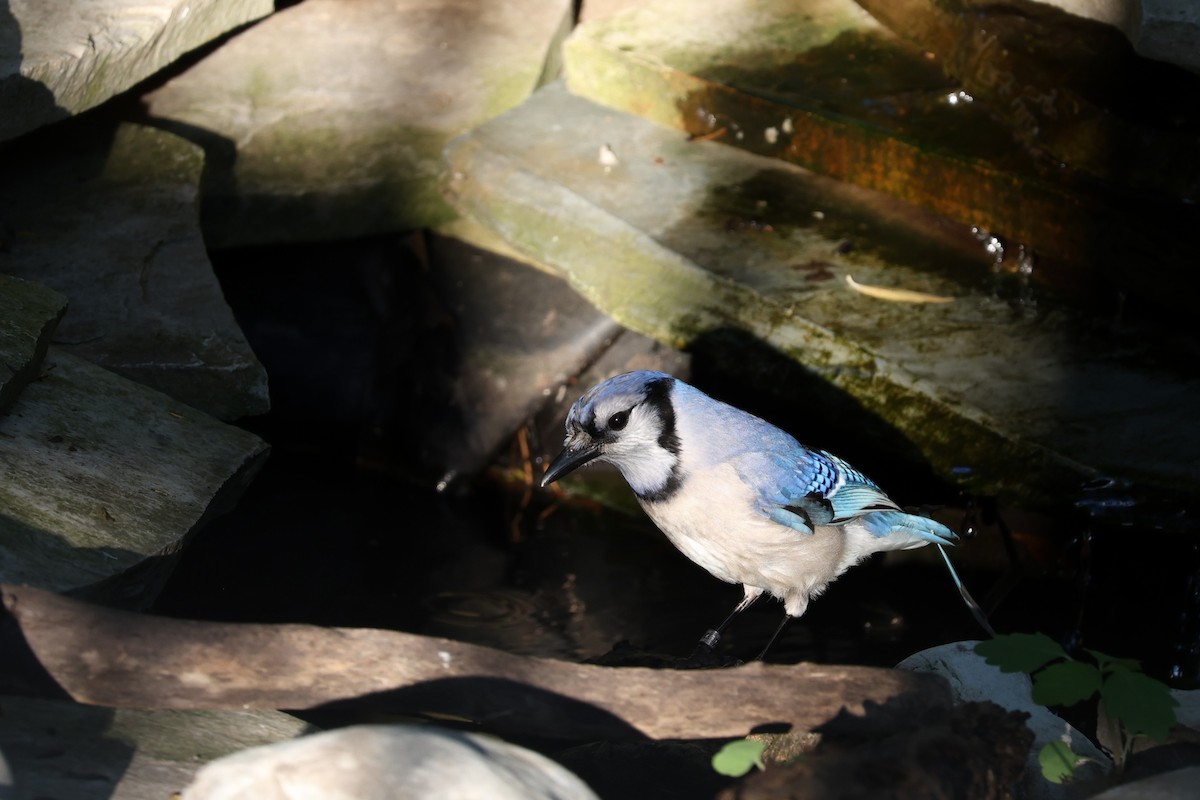 Blue Jay - Glenda Jones