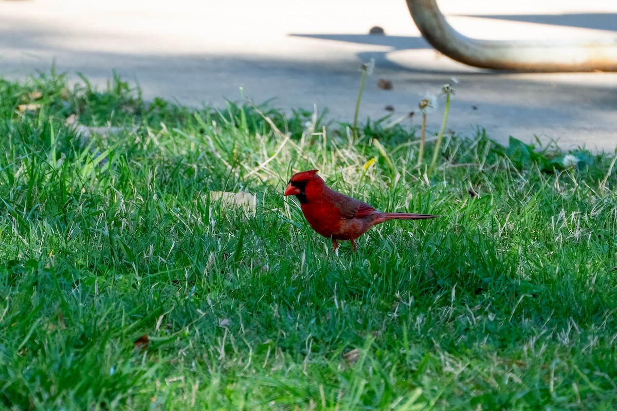 Northern Cardinal - ML619378855