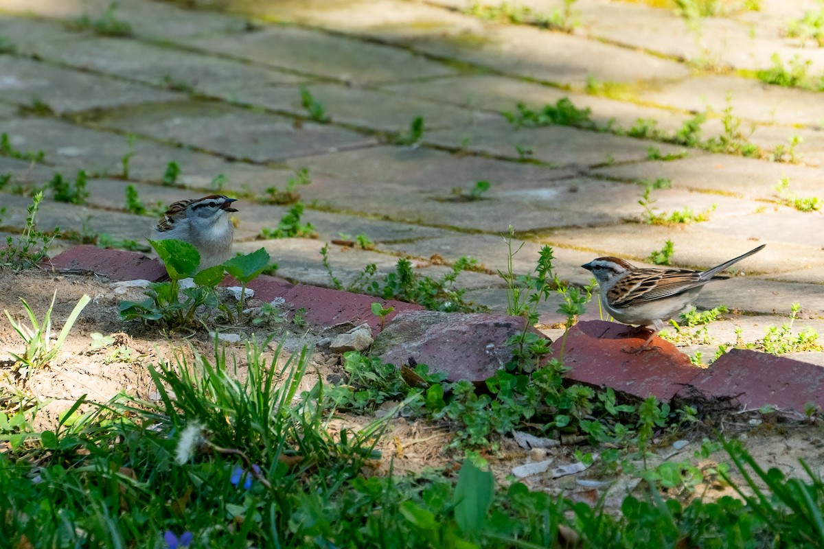 Chipping Sparrow - Andrea C