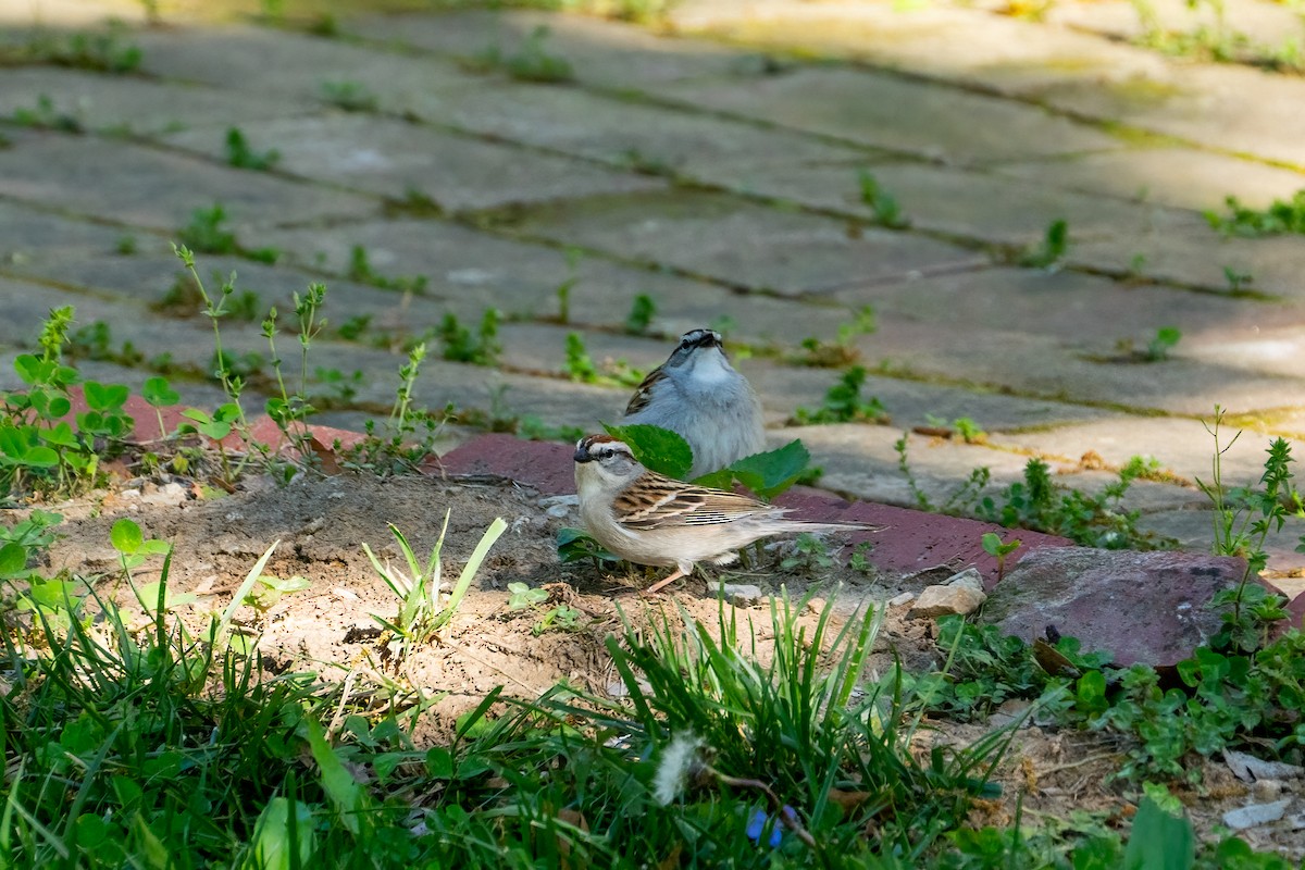 Chipping Sparrow - Andrea C