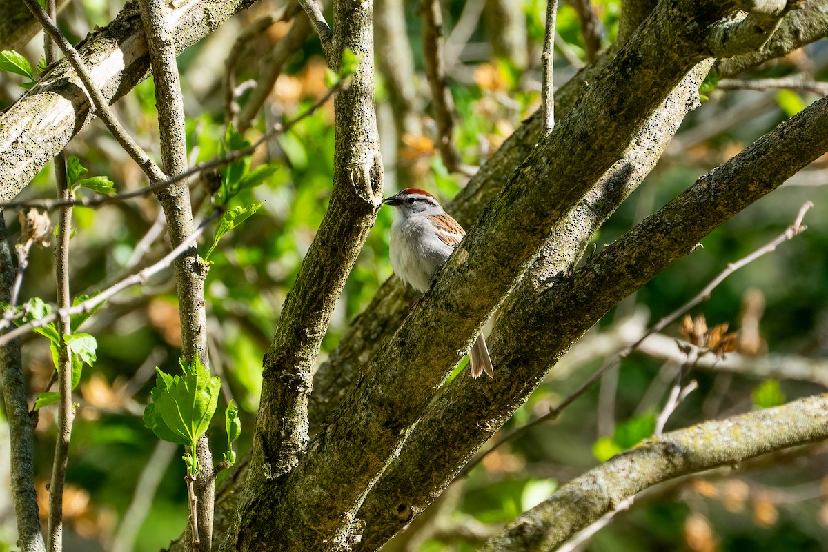 Chipping Sparrow - Andrea C