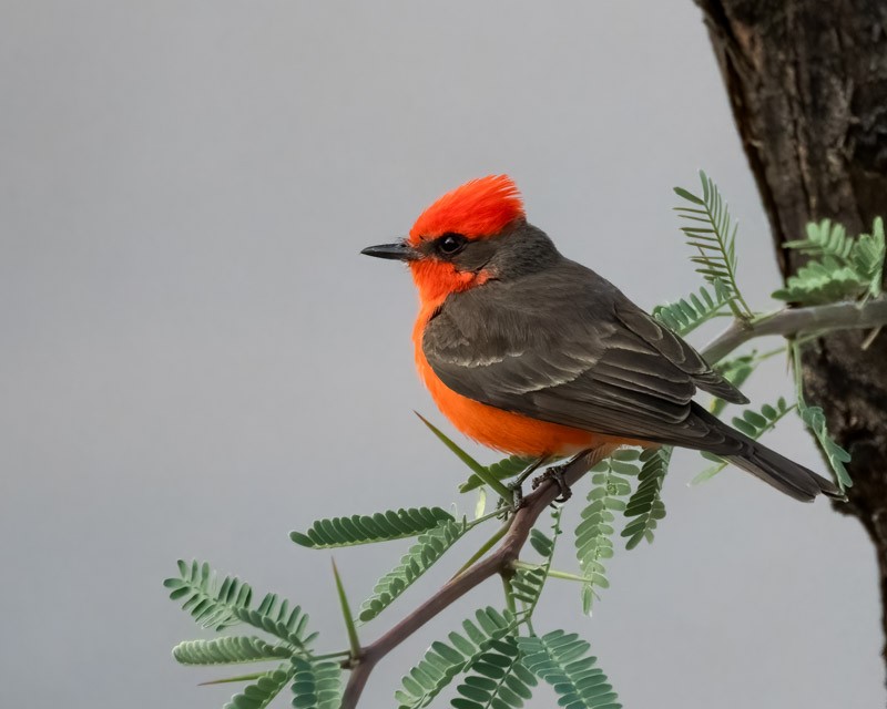 Mosquero Cardenal - ML619378872