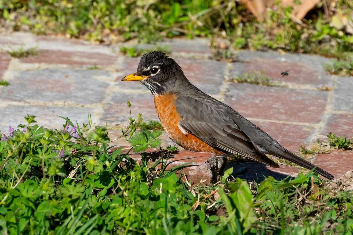 American Robin - ML619378875