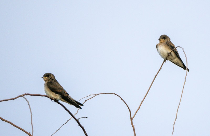 Northern Rough-winged Swallow - Dan Weisz