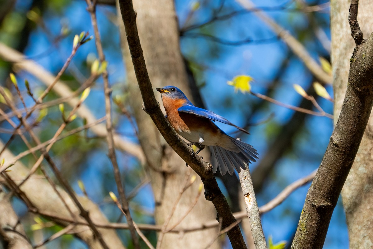 Eastern Bluebird - Andrea C