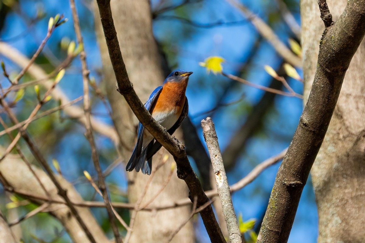 Eastern Bluebird - Andrea C