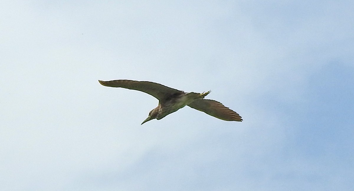 Black-crowned Night Heron - ML619378897