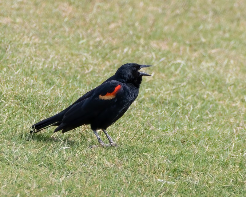 Red-winged Blackbird - Dan Weisz