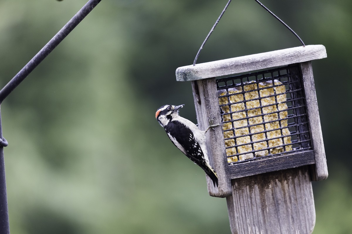 Downy Woodpecker (Pacific) - Anthony Gliozzo