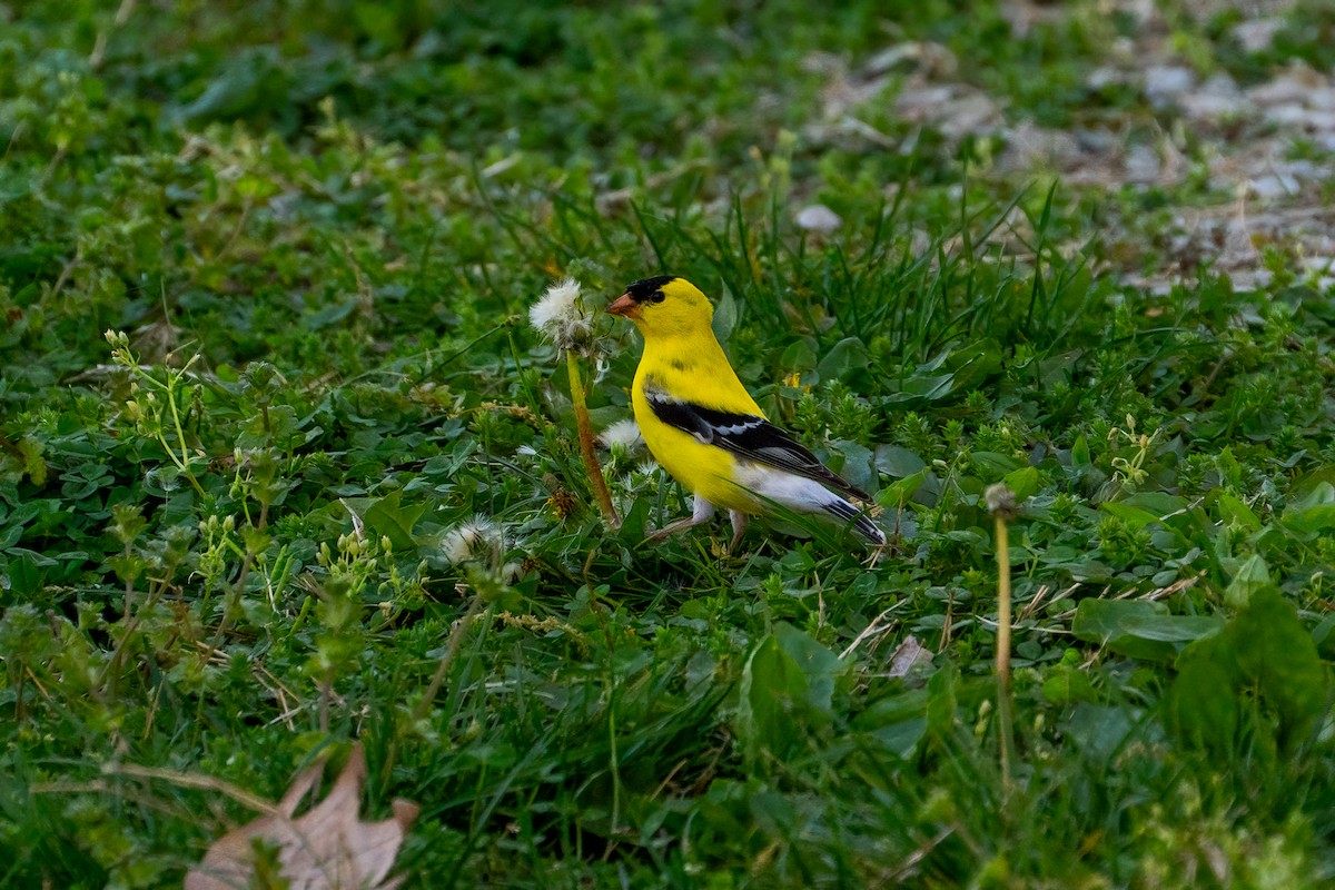 American Goldfinch - ML619378910