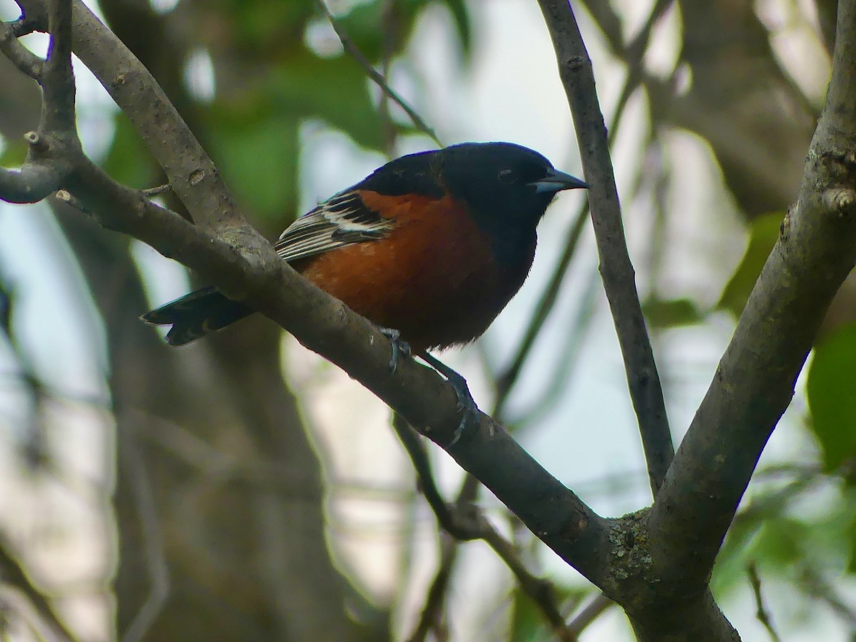 Orchard Oriole - Peder Stenslie