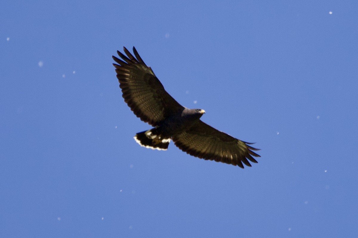 Common Black Hawk - Robert Snider