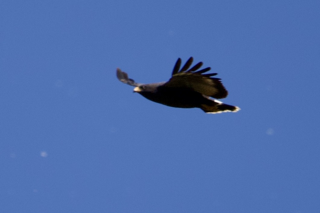 Common Black Hawk - Robert Snider