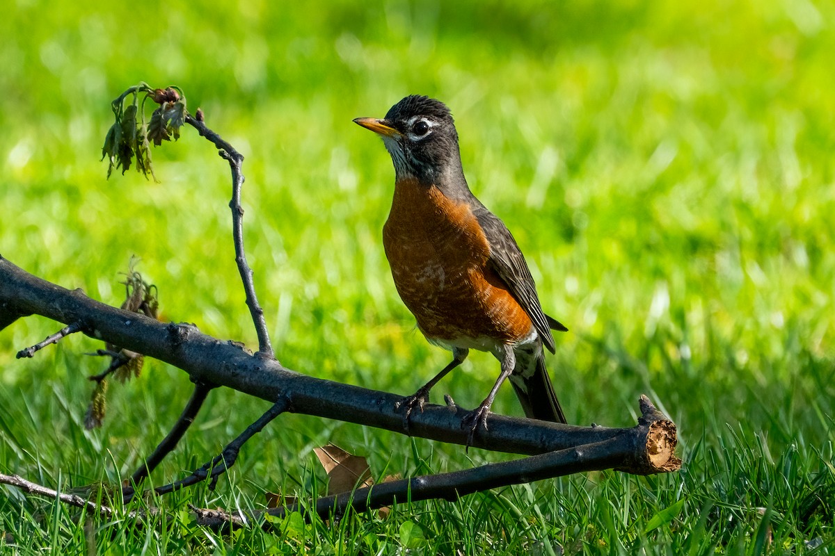 American Robin - ML619378919