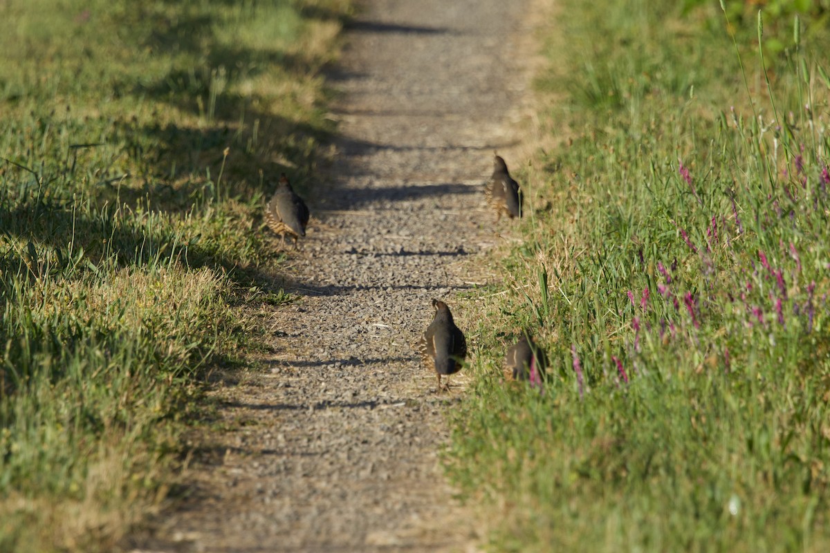 California Quail - Deanna McLaughlin