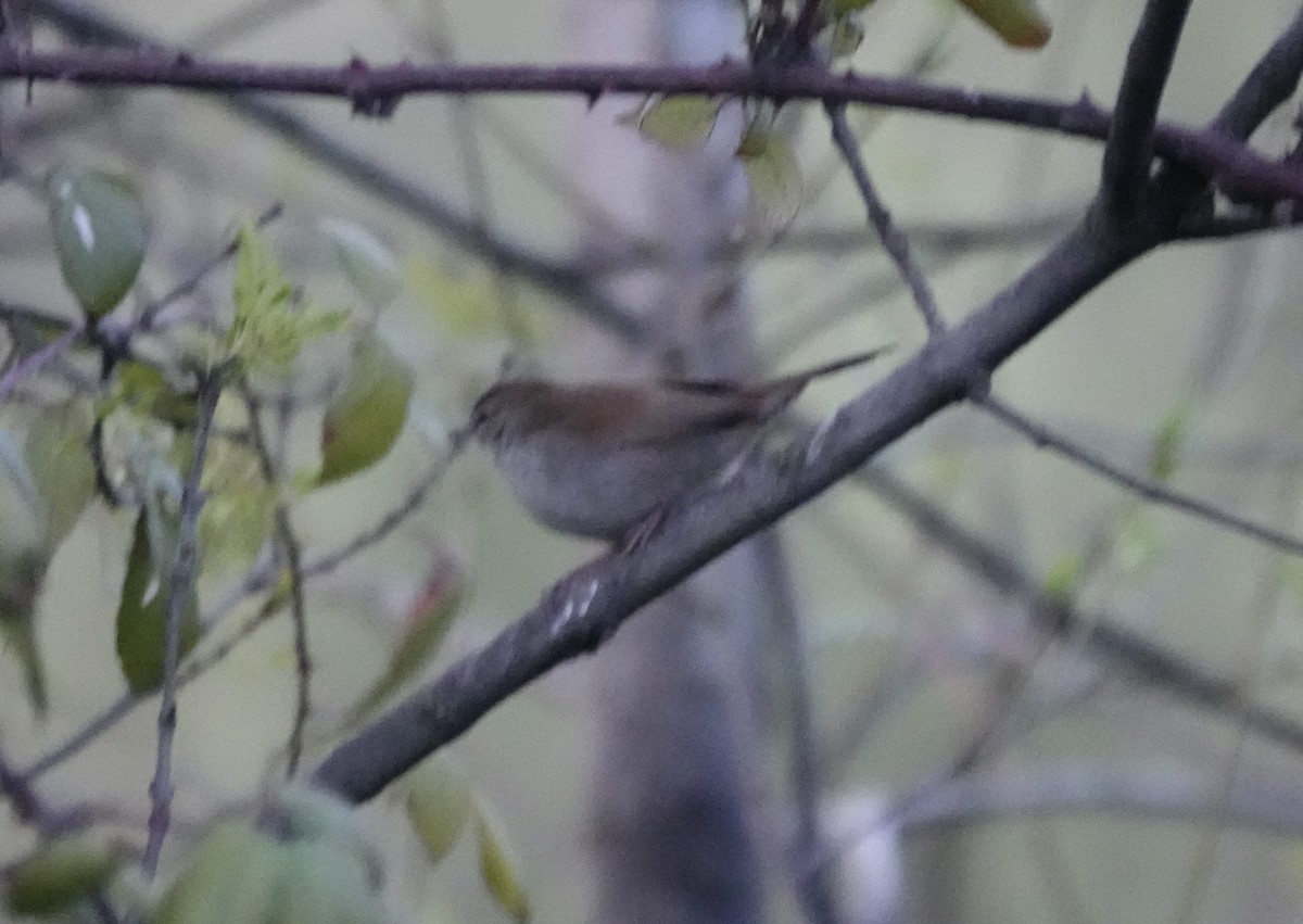 Cetti's Warbler - Dave Ebbitt