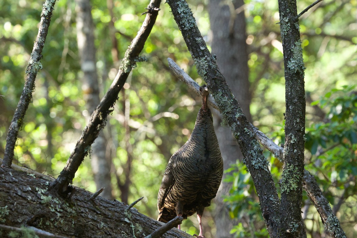 Wild Turkey - Deanna McLaughlin