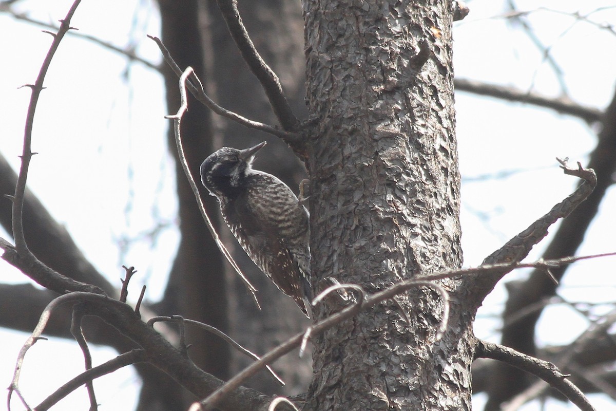 American Three-toed Woodpecker - Riley Fern
