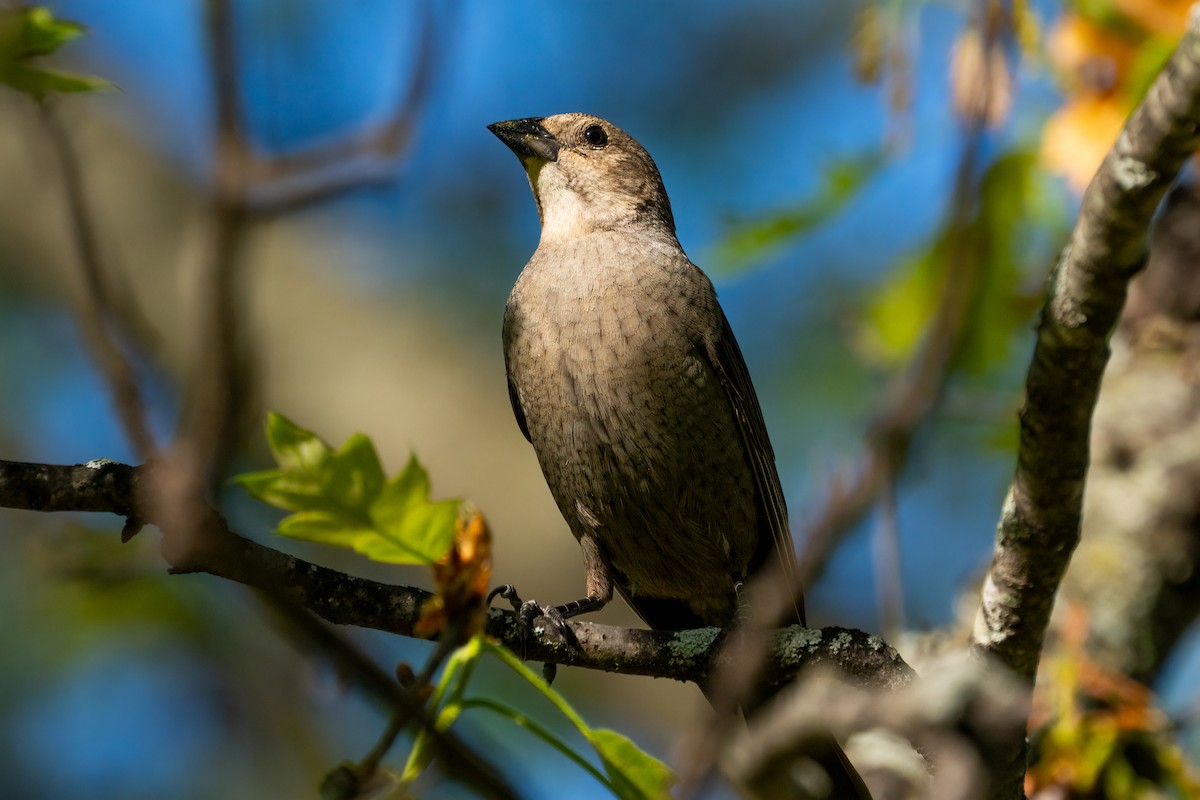 Brown-headed Cowbird - Andrea C