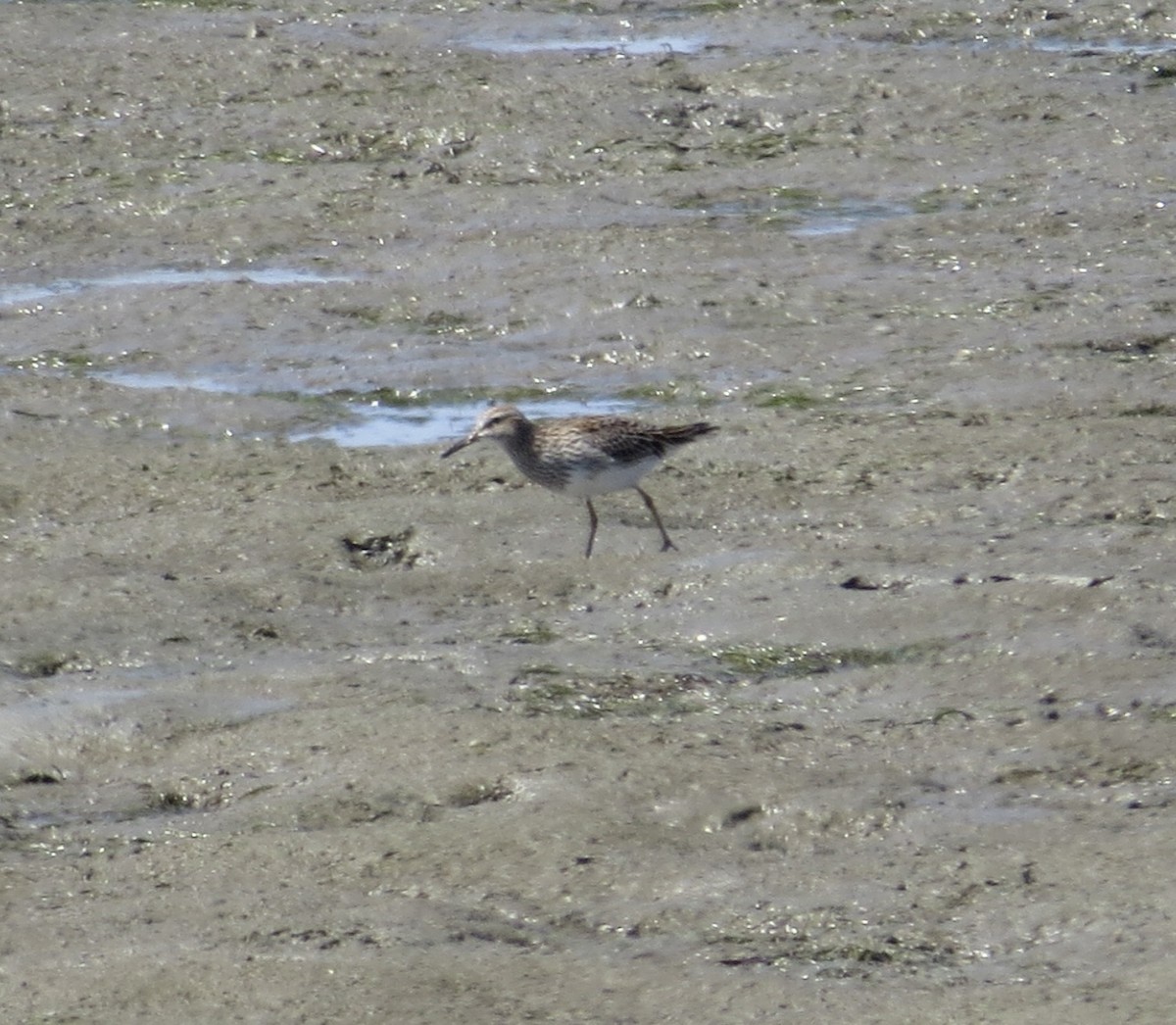 Pectoral Sandpiper - Thomas Wurster