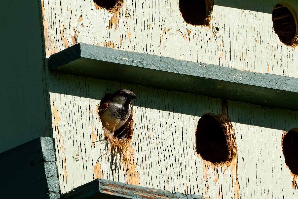 House Sparrow - Andrea C