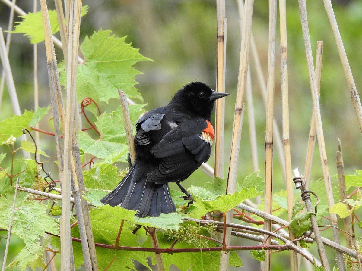 Red-winged Blackbird - Joe Sudomir
