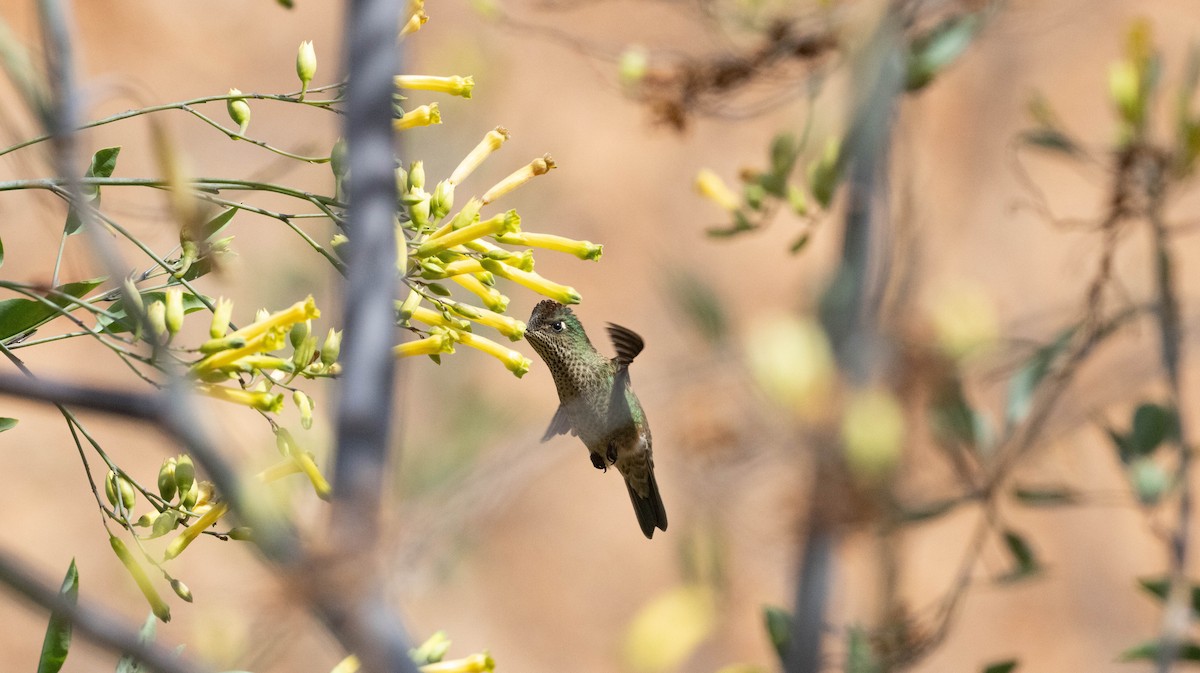 Green-backed Firecrown - ML619378984