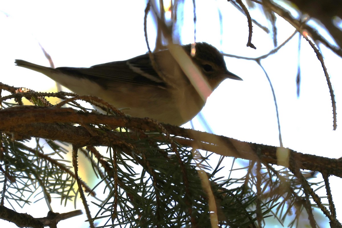 Bay-breasted Warbler - ML619378987