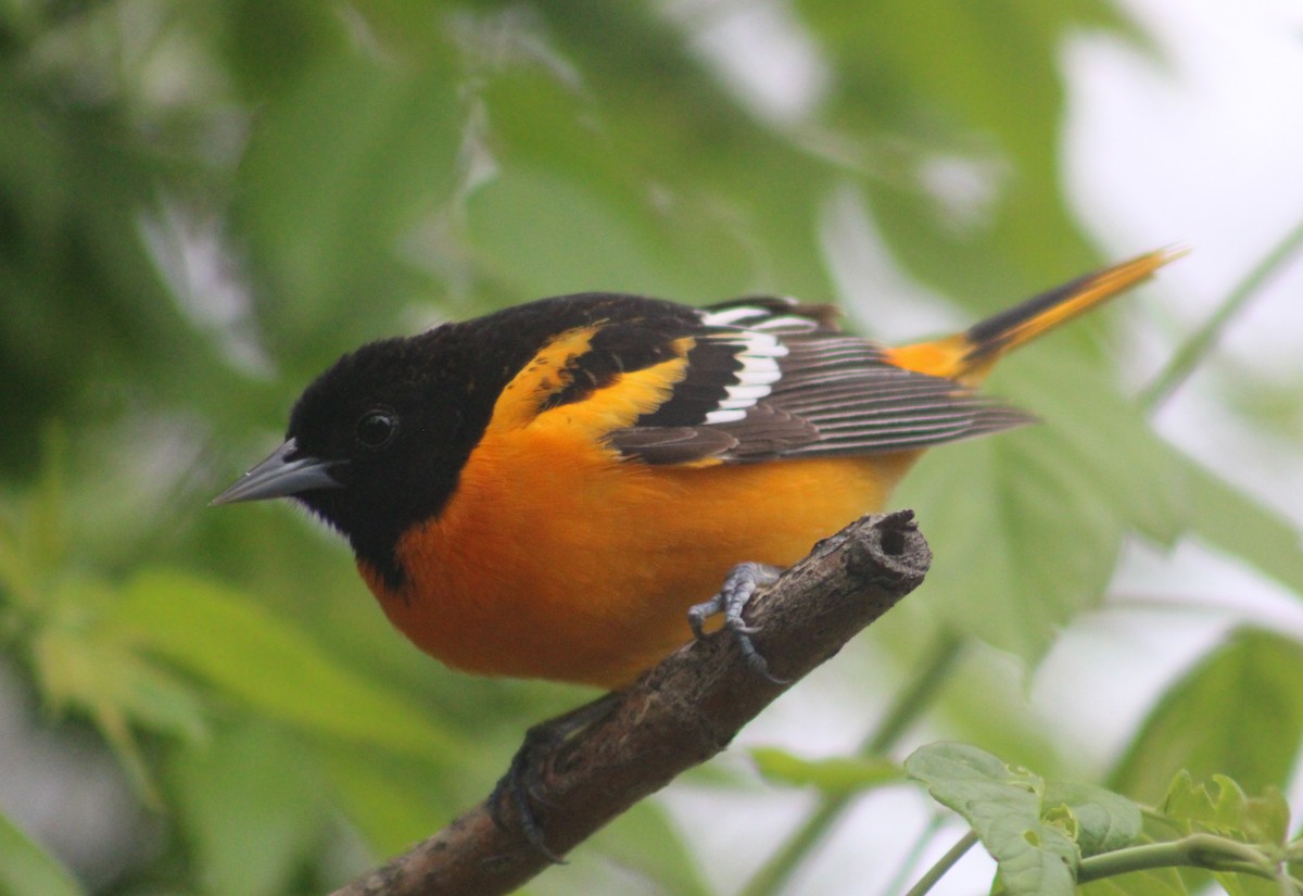 Baltimore Oriole - ML619378989