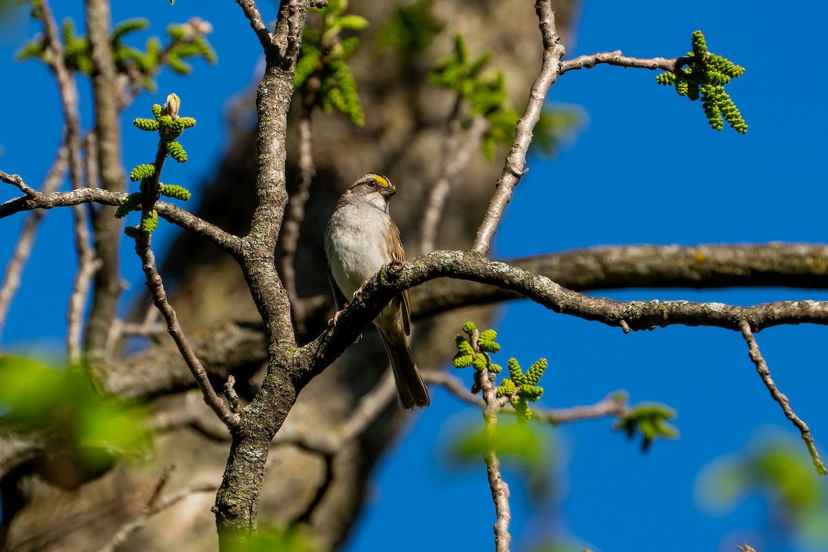 White-throated Sparrow - Andrea C