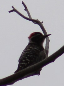 Nuttall's Woodpecker - Richard Breisch