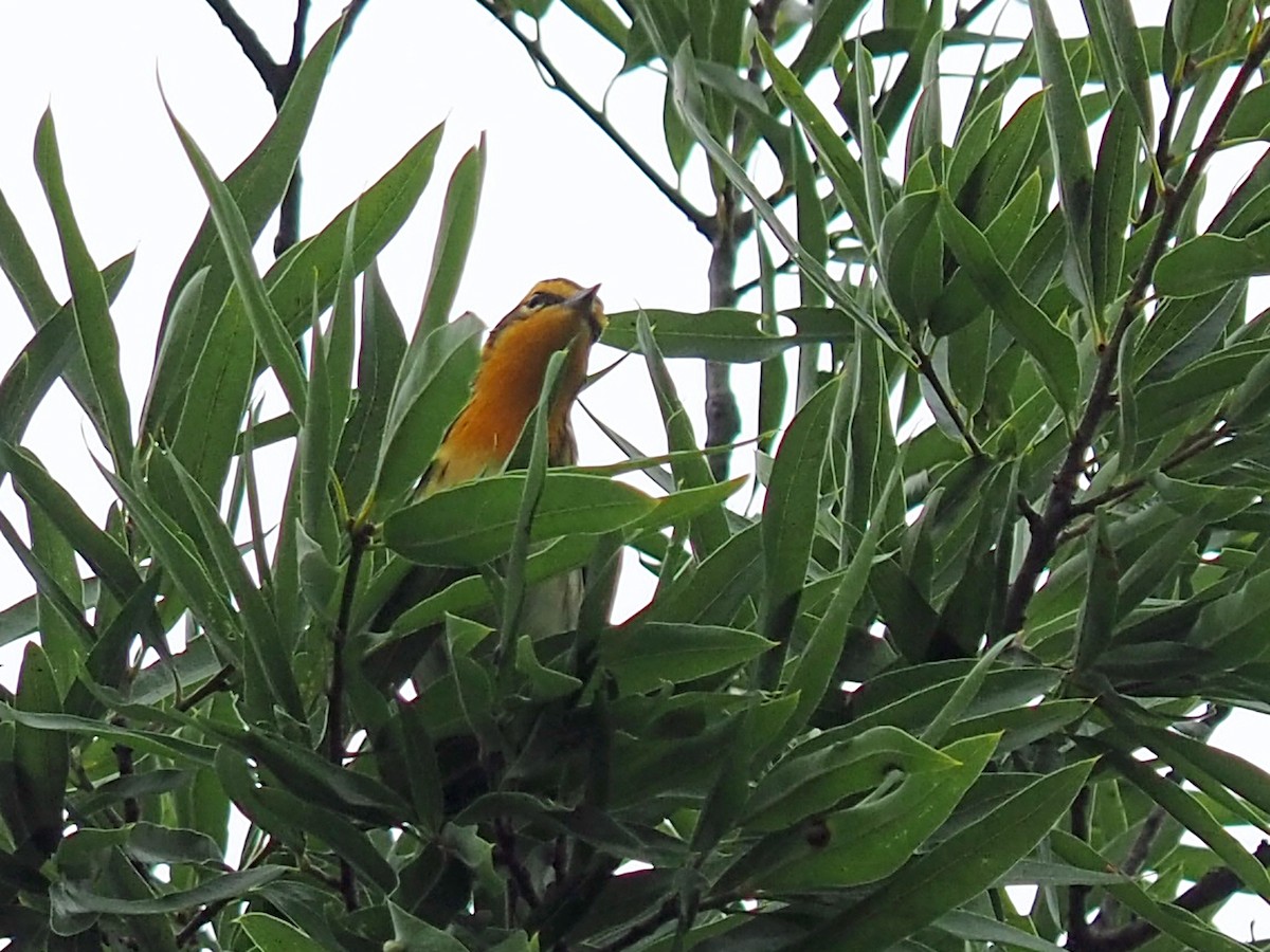 Blackburnian Warbler - ML619379008