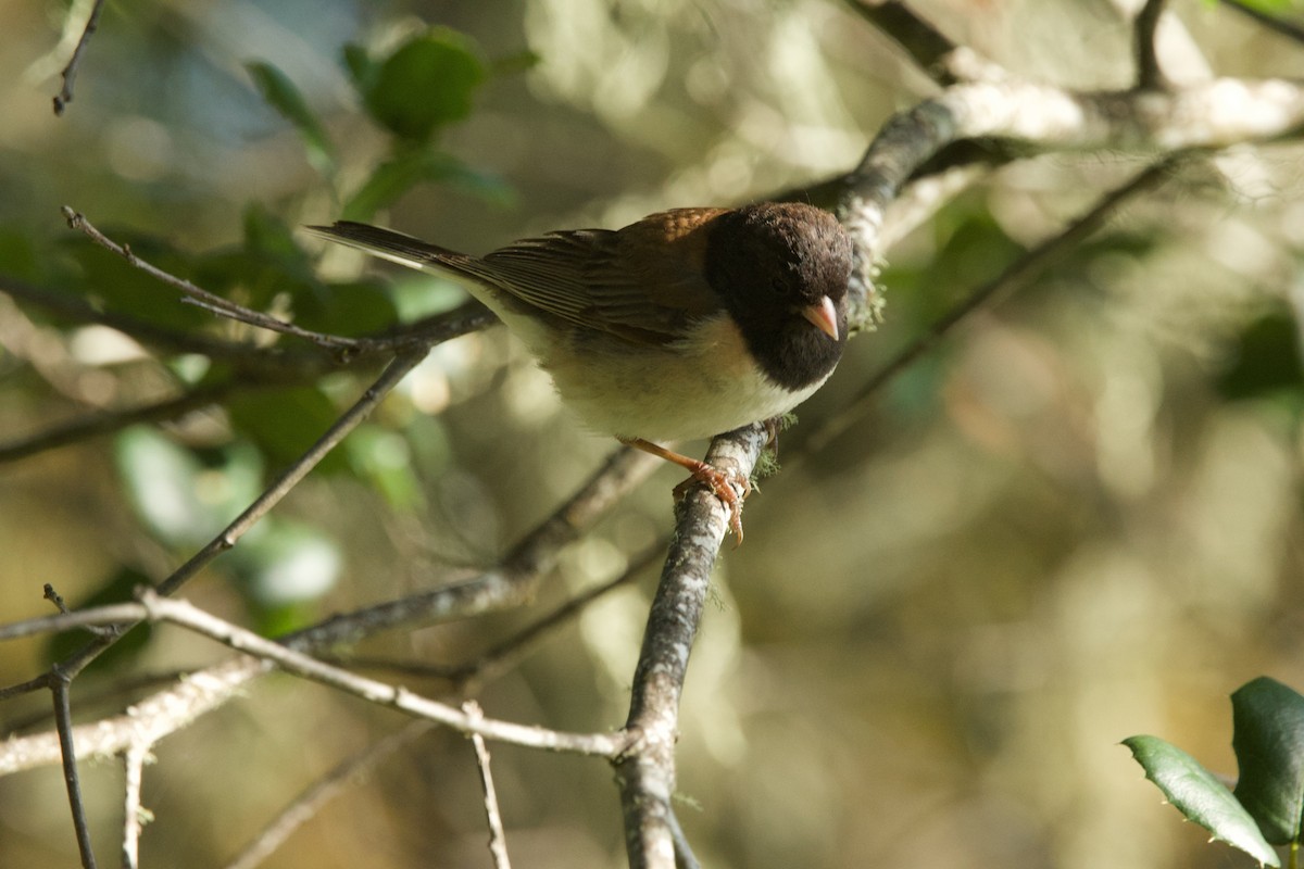 Dark-eyed Junco (Oregon) - Deanna McLaughlin