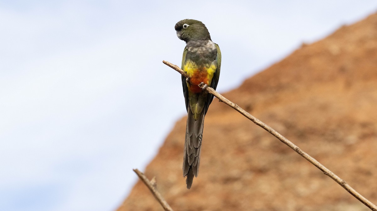 Burrowing Parakeet - ML619379024