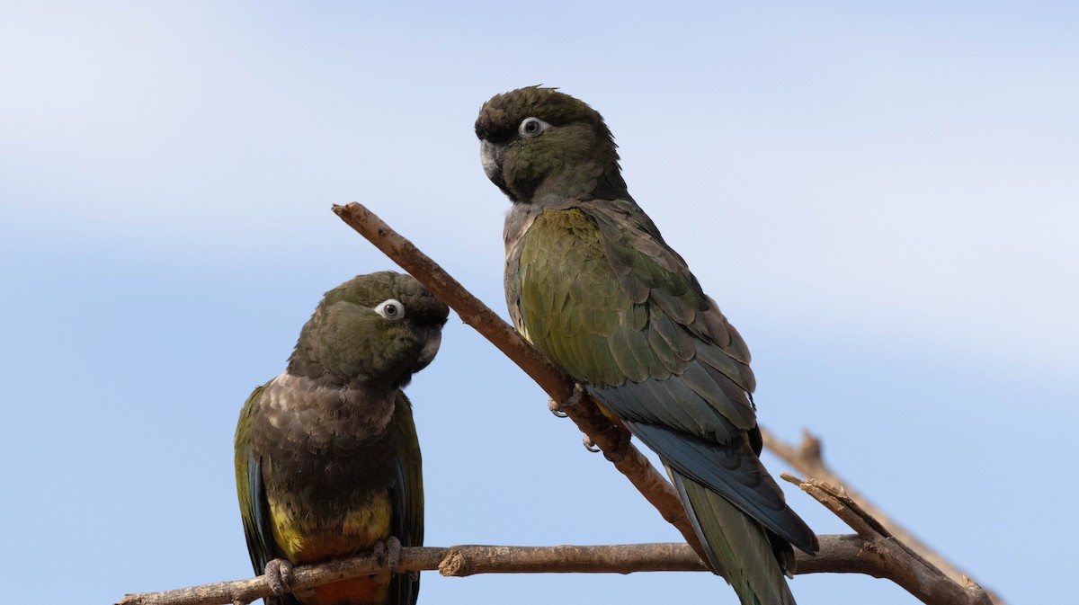 Burrowing Parakeet - Luis  Castillo Torres