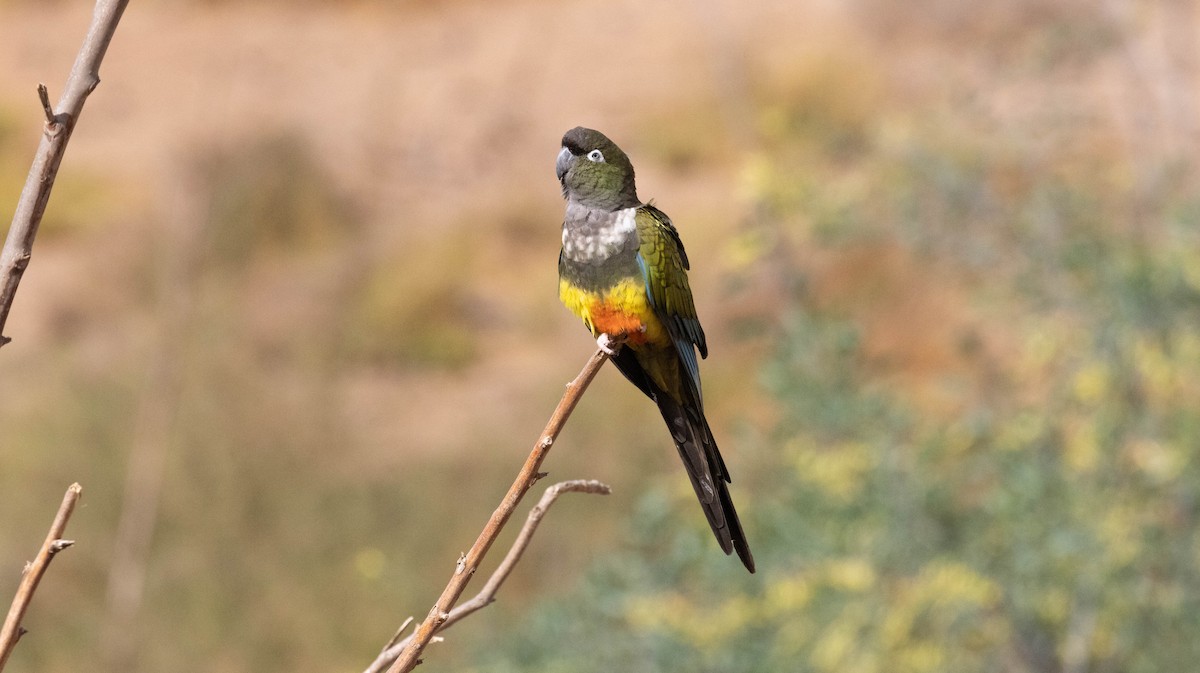 Burrowing Parakeet - Luis  Castillo Torres