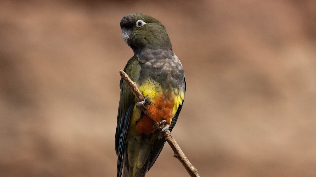 Burrowing Parakeet - Luis  Castillo Torres