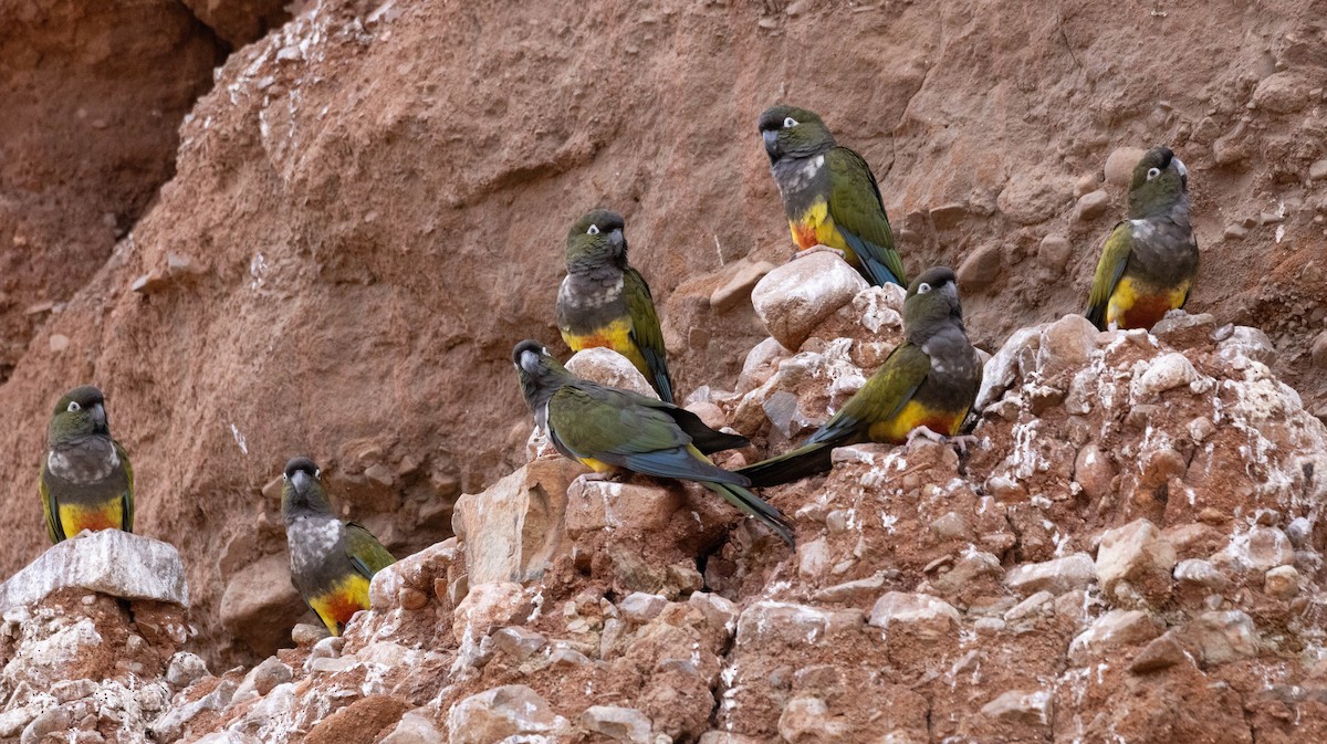 Burrowing Parakeet - Luis  Castillo Torres