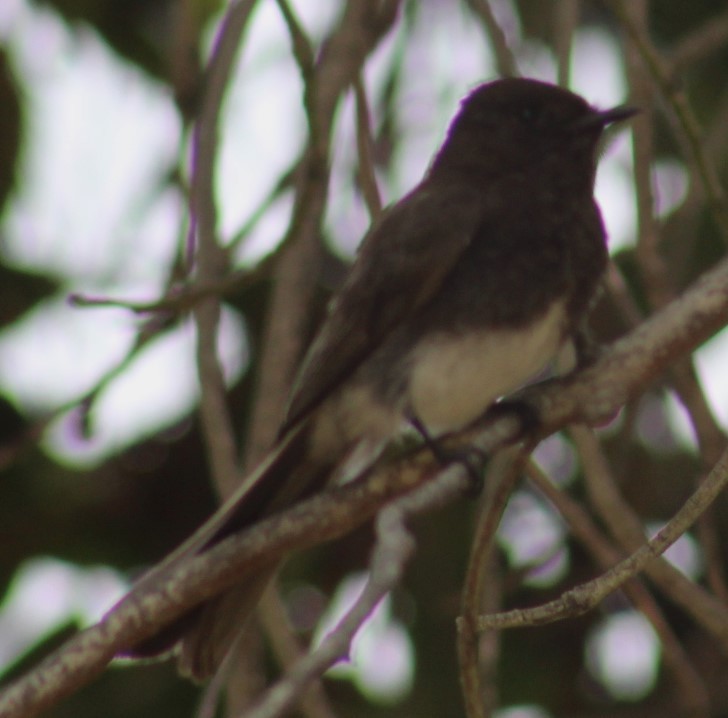 Black Phoebe - ML619379032