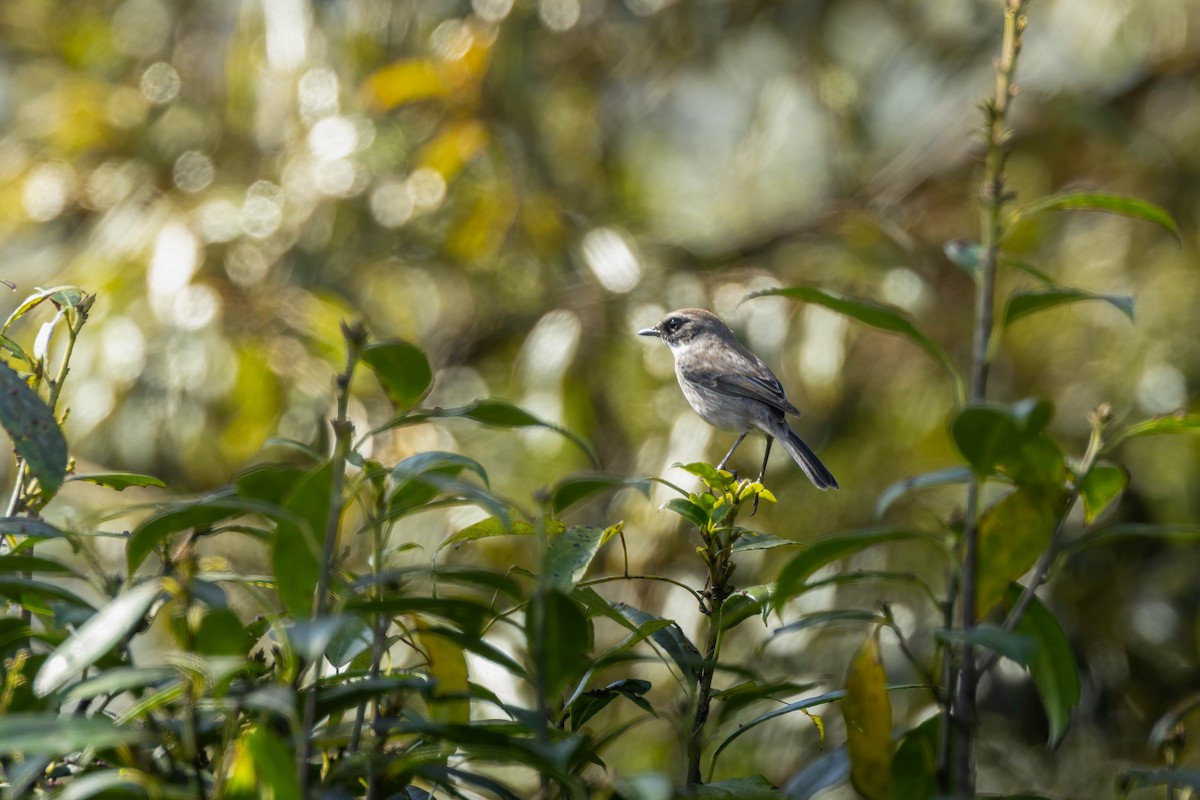 Gray Bushchat - Bao Shen Yap