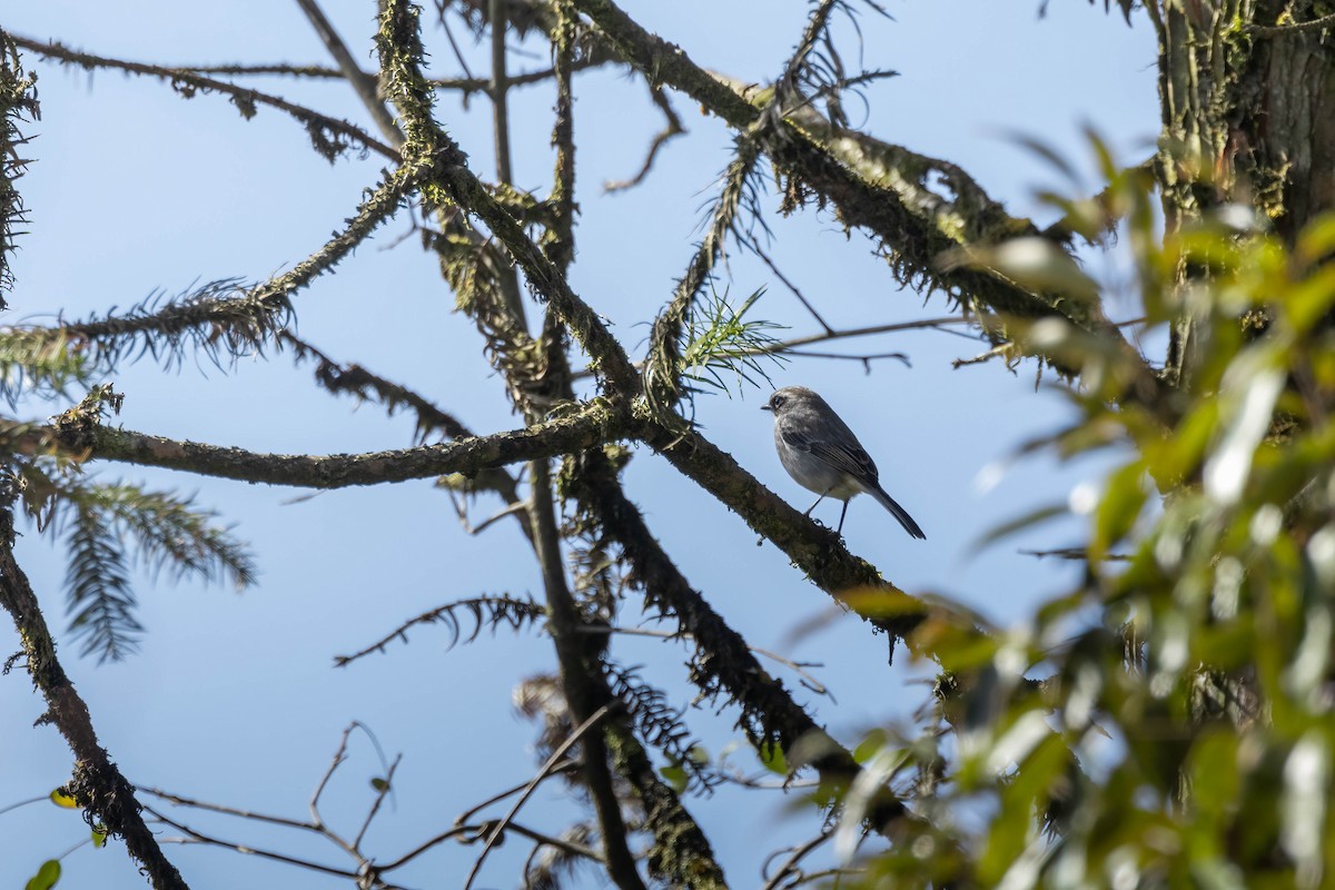 Gray Bushchat - Bao Shen Yap