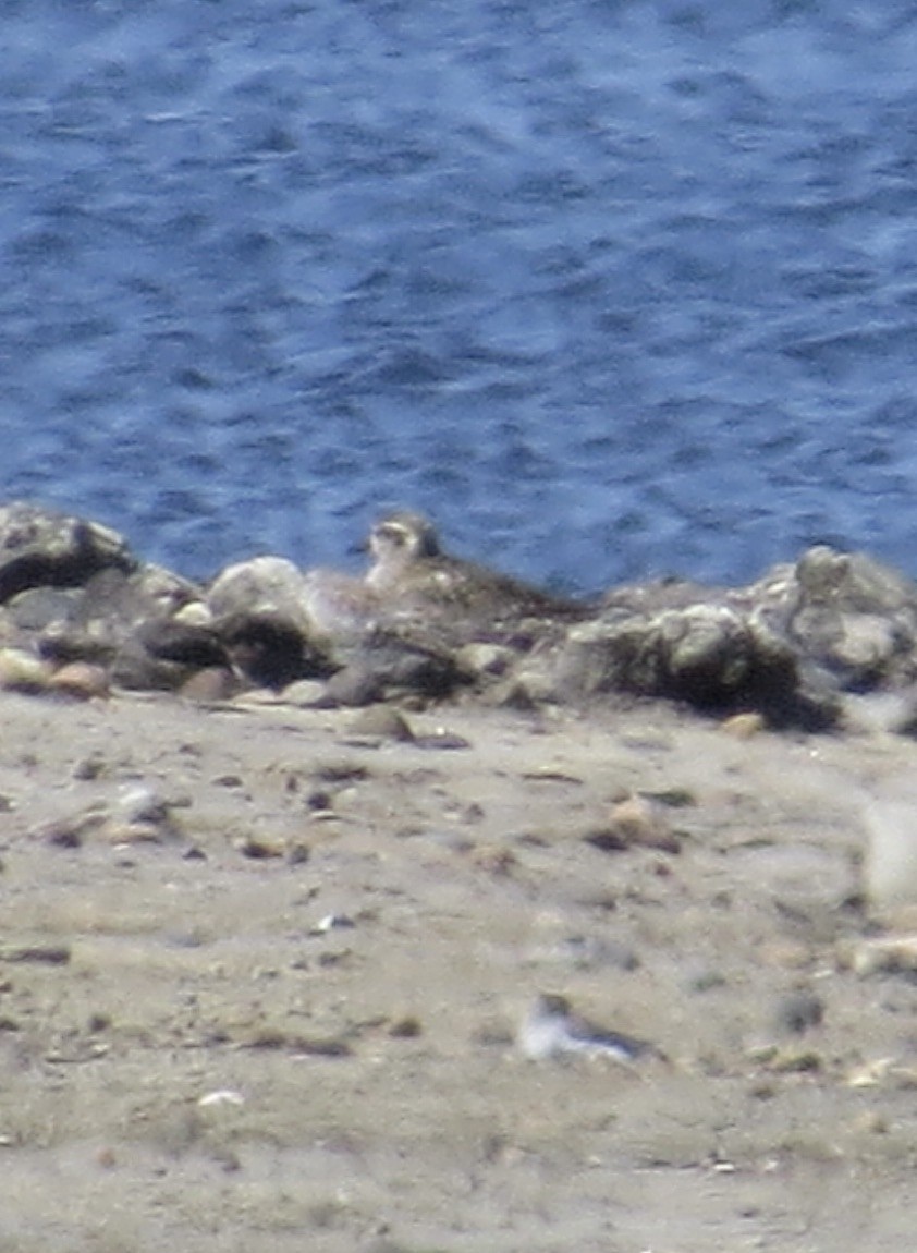 American/Pacific Golden-Plover (Lesser Golden-Plover) - ML619379044